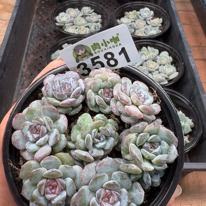 零***露多肉植物多肉植物