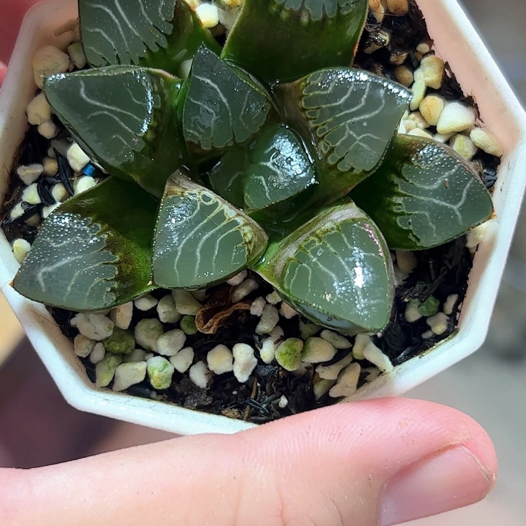 实生克十二卷多肉植物