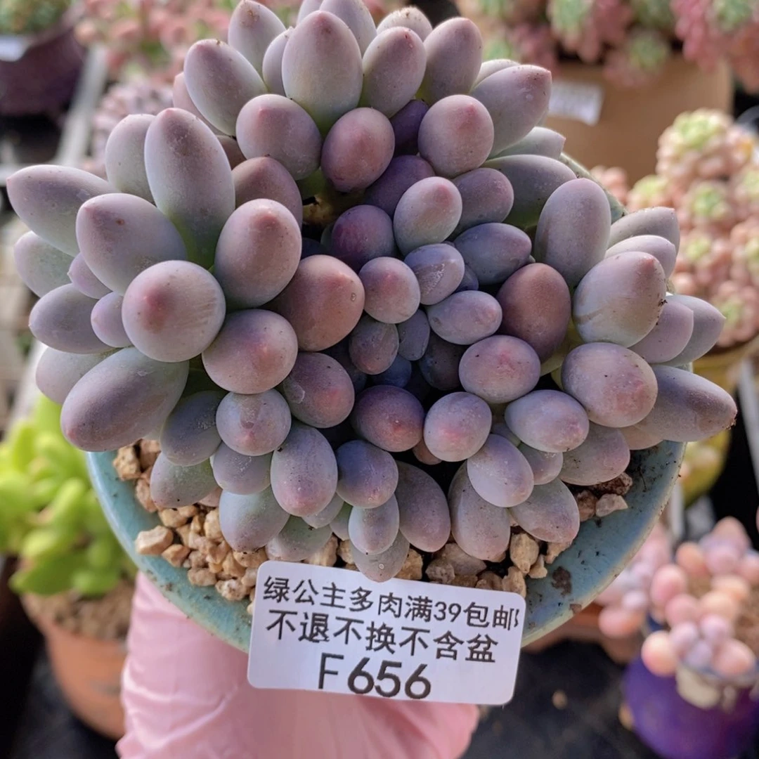汤圆9cm656多肉植物