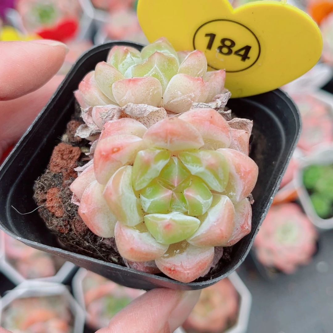 184号小老桩糖心双头