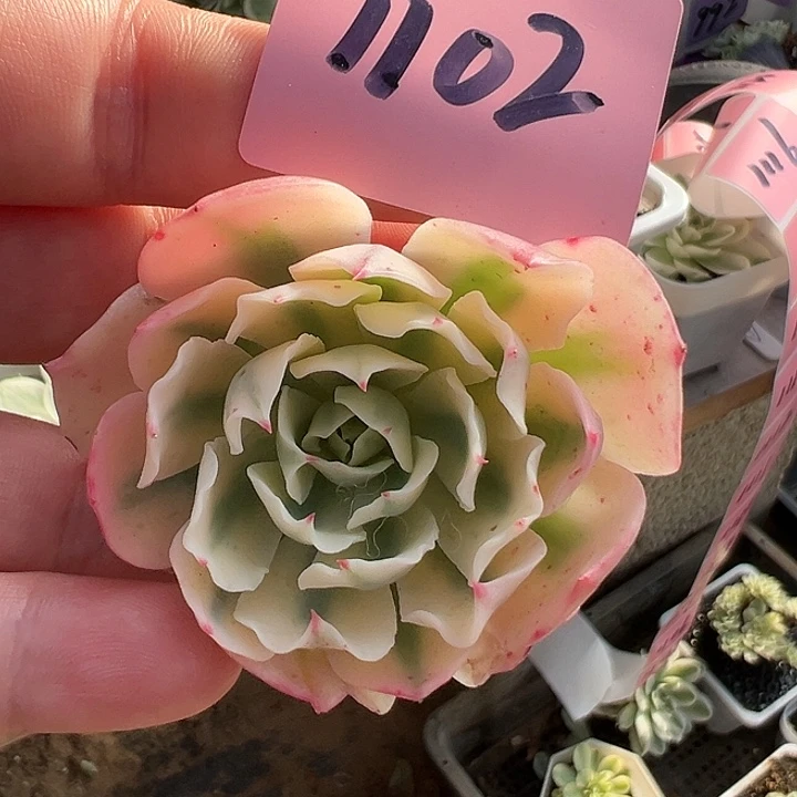 浅***笑多肉锦海啸锦1102号