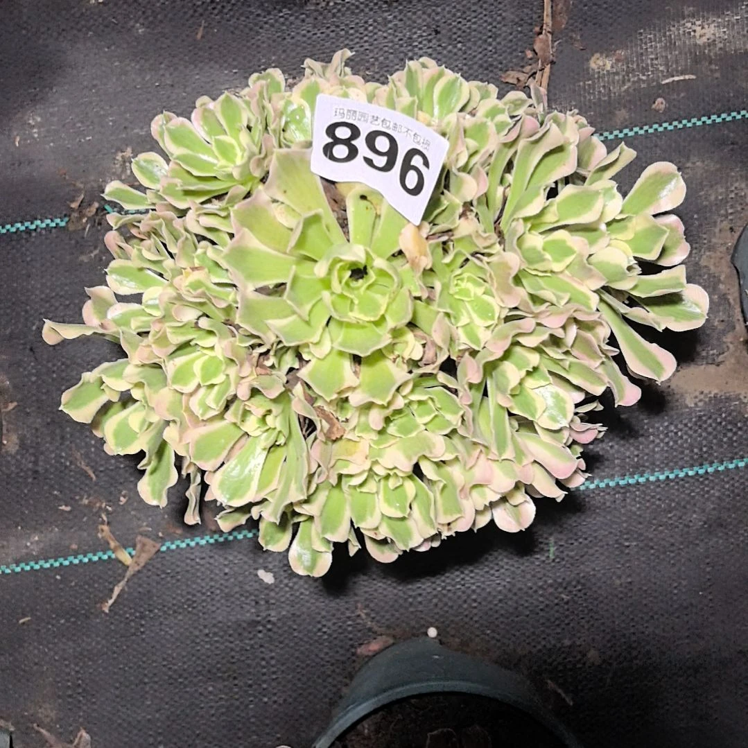 896白凤花花2-7法师