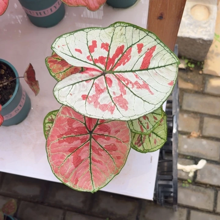 雅哈哈泰国彩叶芋99-0702