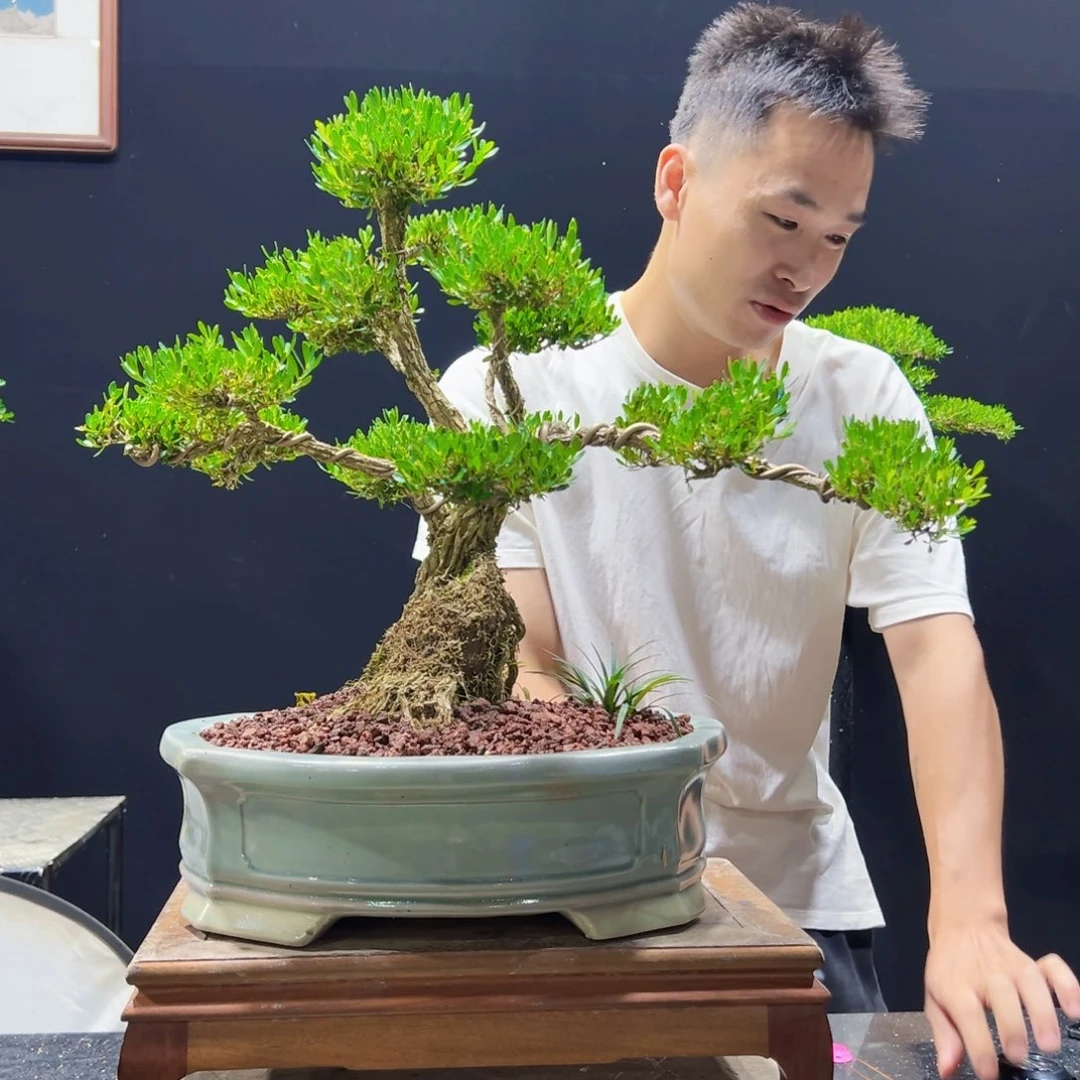 无花朵黄杨盆景四季常青