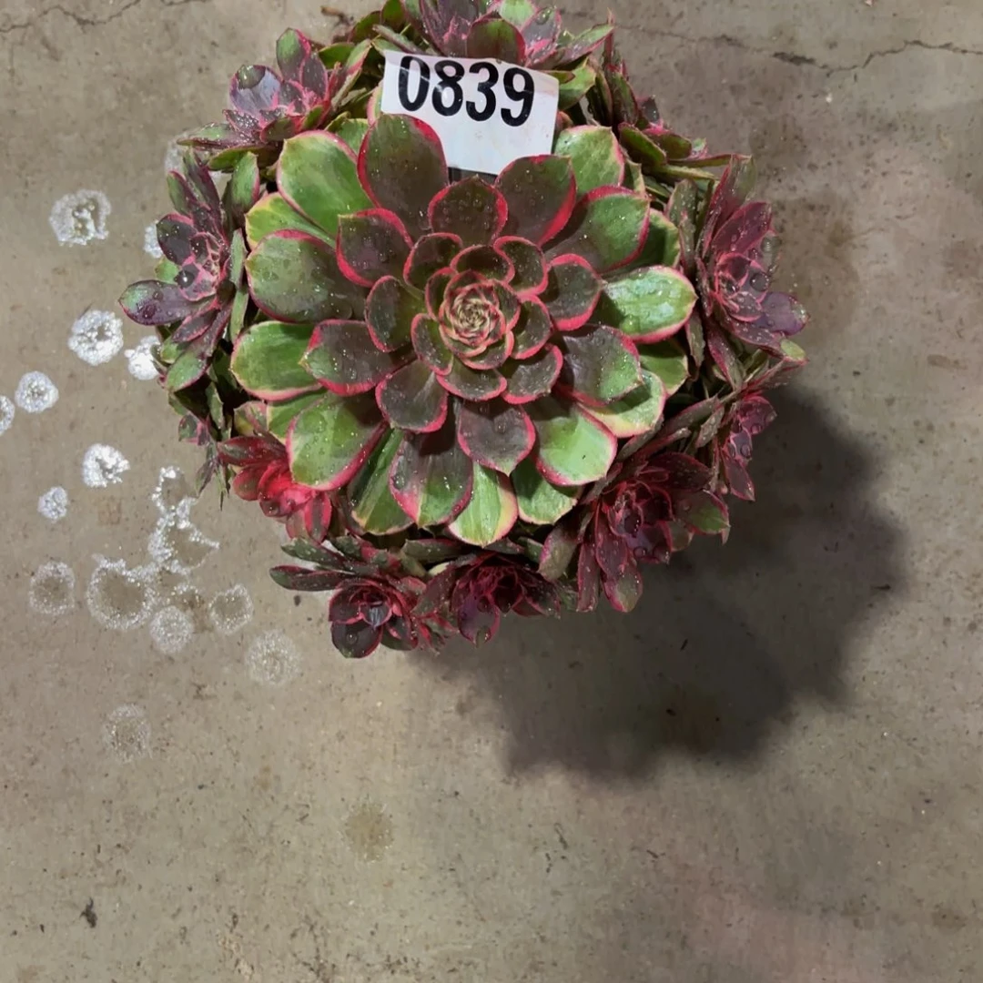 无花朵0839粉花妖111111