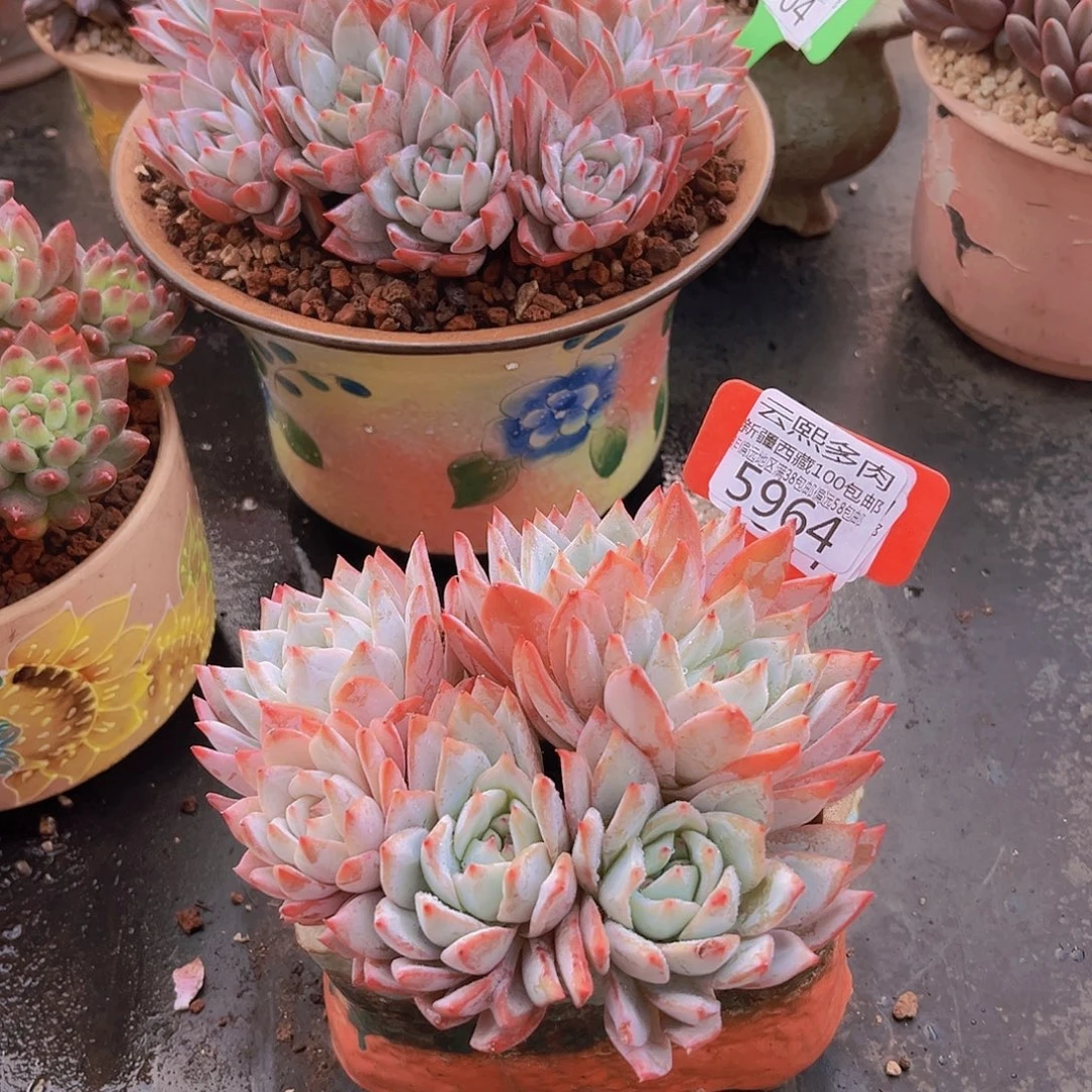 风***淡5964粉蓝鸟多肉植物