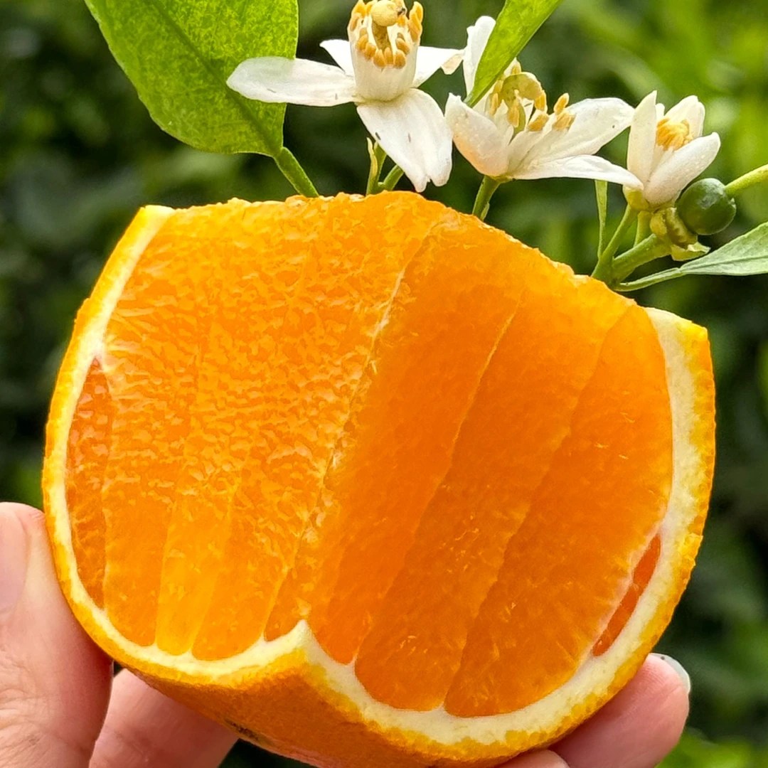 【助力主播】佳爱心橙子湖北宜昌产地直发新鲜香甜多汁当季脐橙甜橙