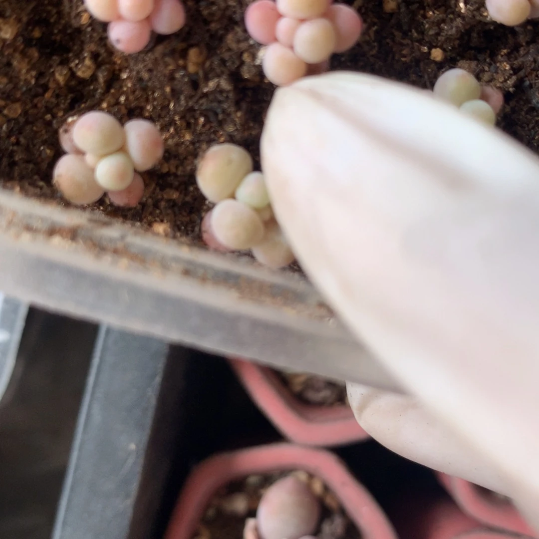 樱花奶酪多肉10块一颗0.7cm
