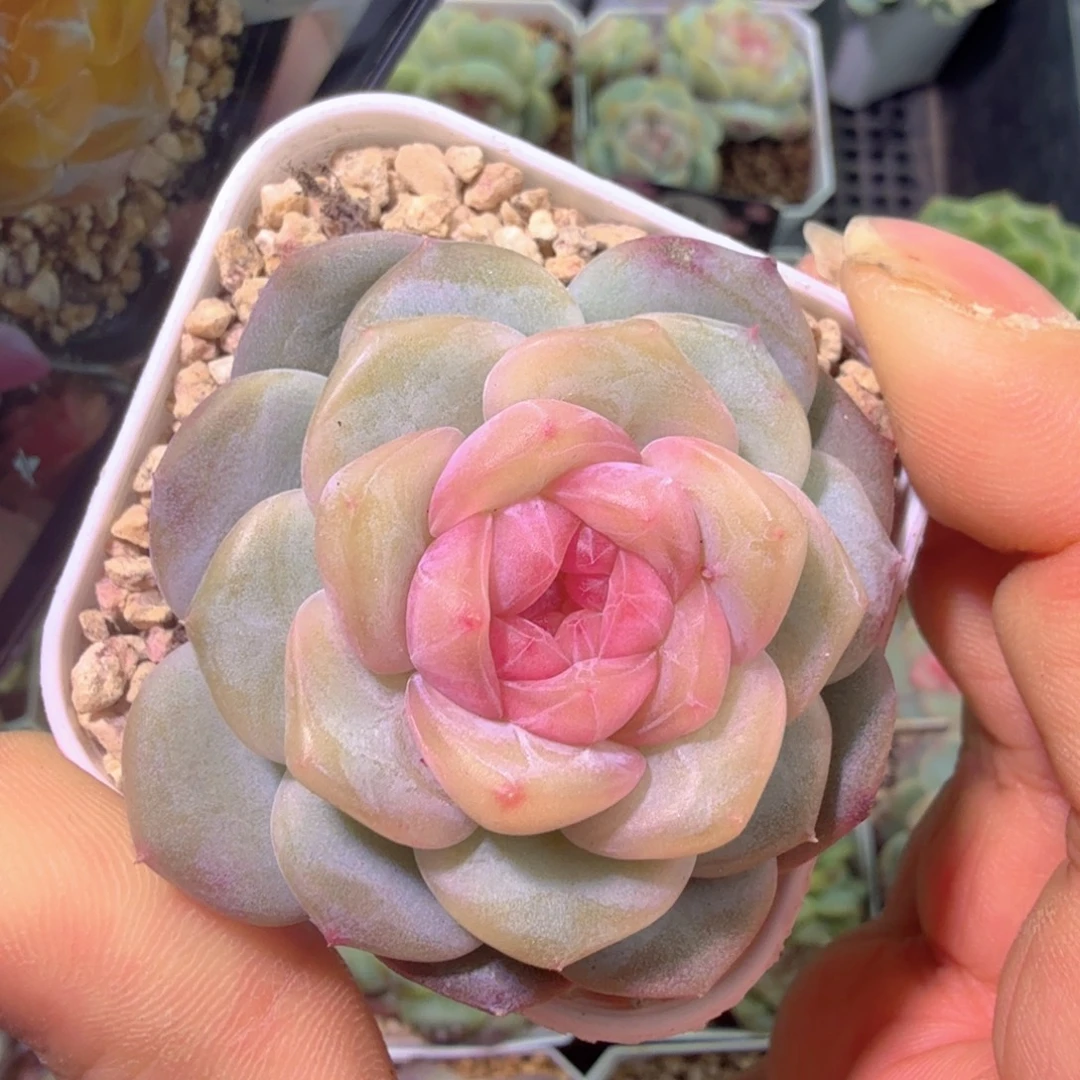 琥珀黄拉拉开播福利