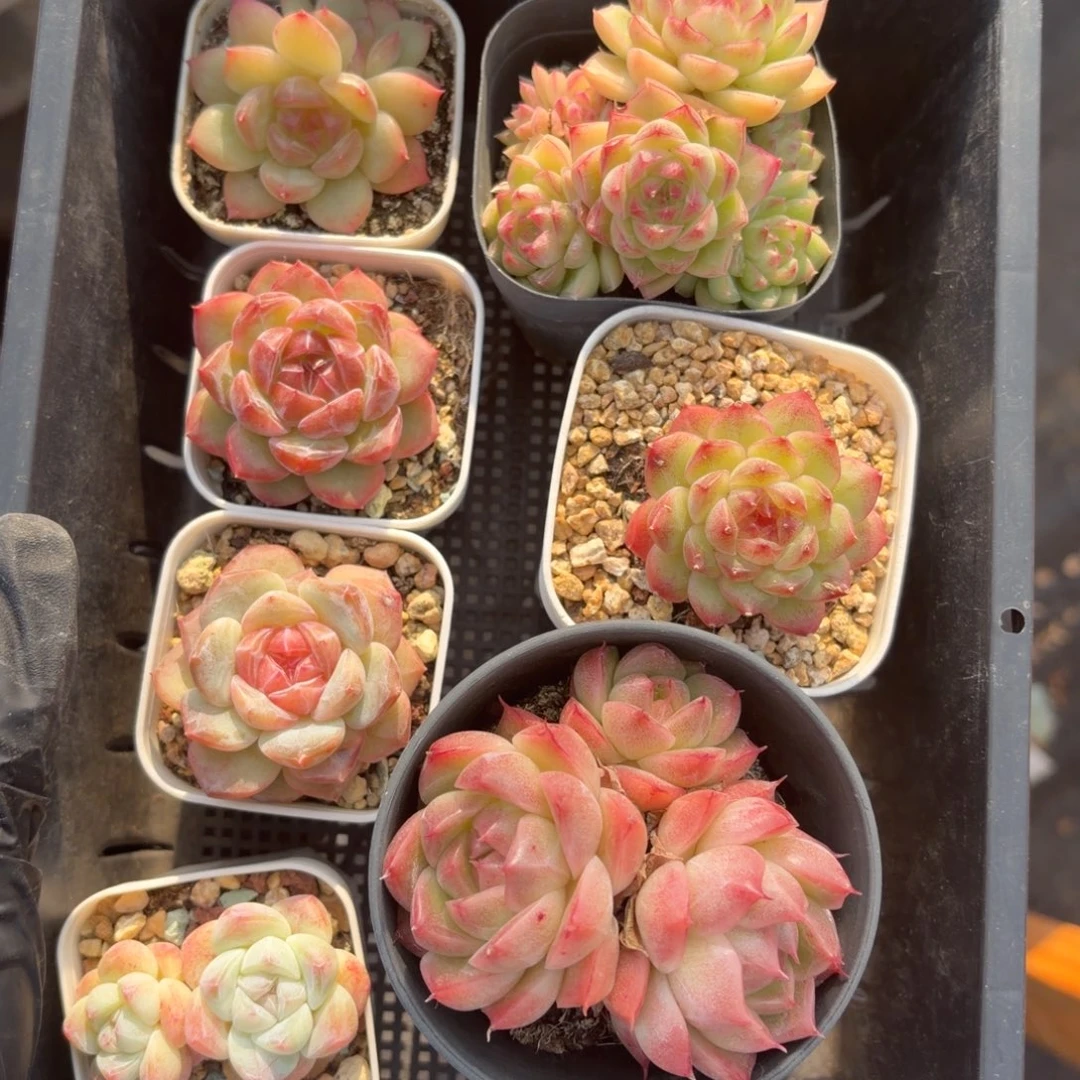 东篱下多肉植物哈哈哈