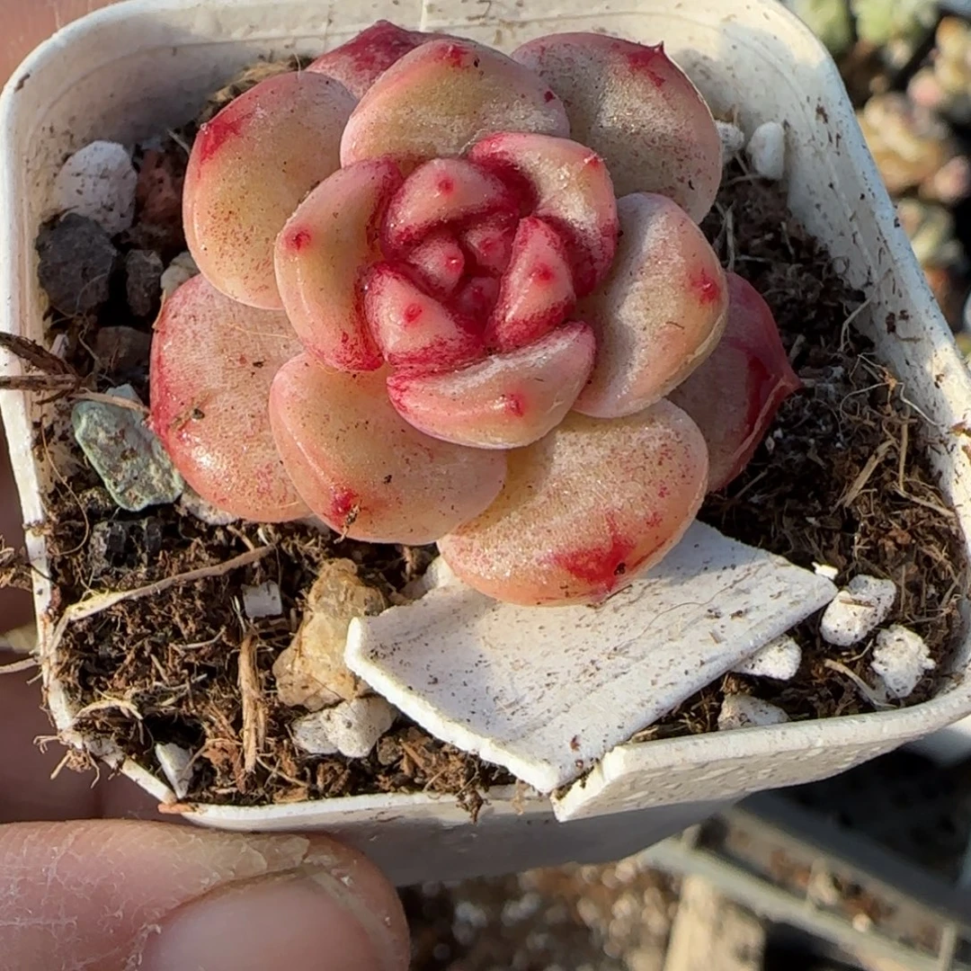 多肉小卡拉米糖心一物一拍