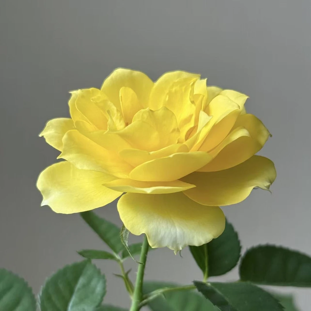 小老虎花卉灰太狼月季丛生盆栽原盆原土发货