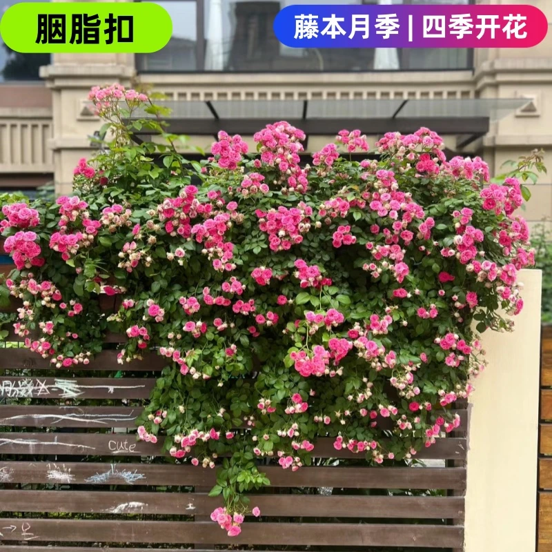 【胭脂扣小苗阳台买一送一】粉色耐寒耐热四季开花爆花机器爬藤月季