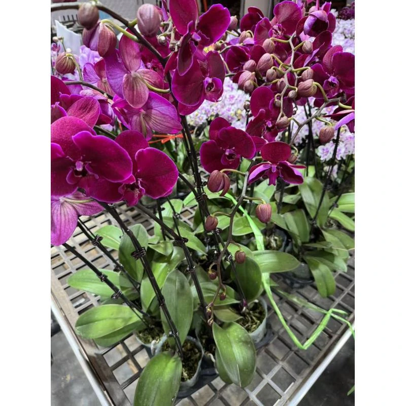 蝴蝶兰【霓虹灯】室内精品花卉昆明直发