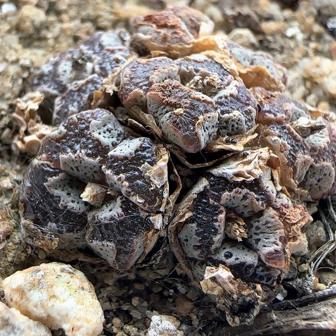 蝴蝶勋章。 38438