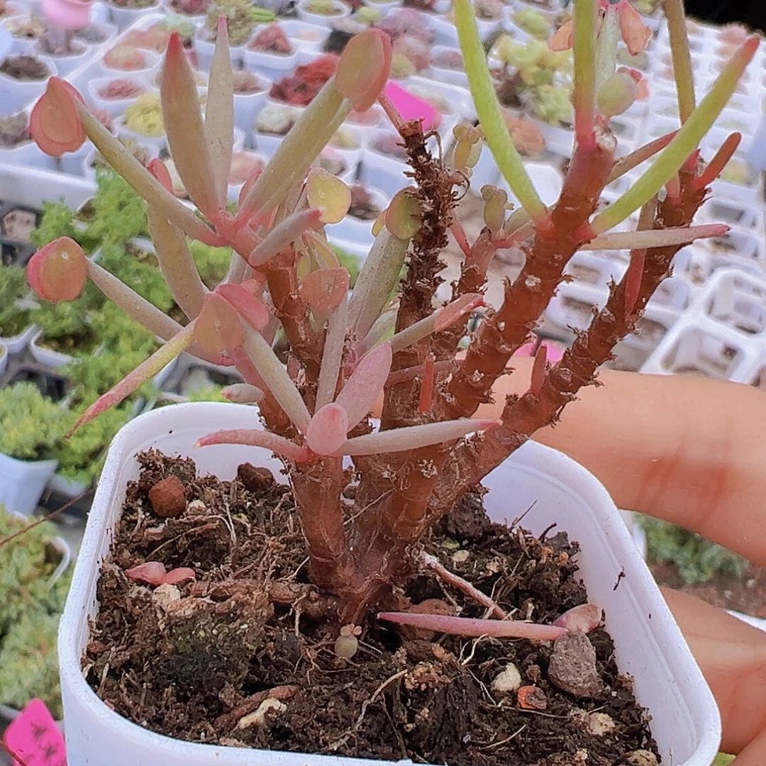 老桩炸酱草19包邮