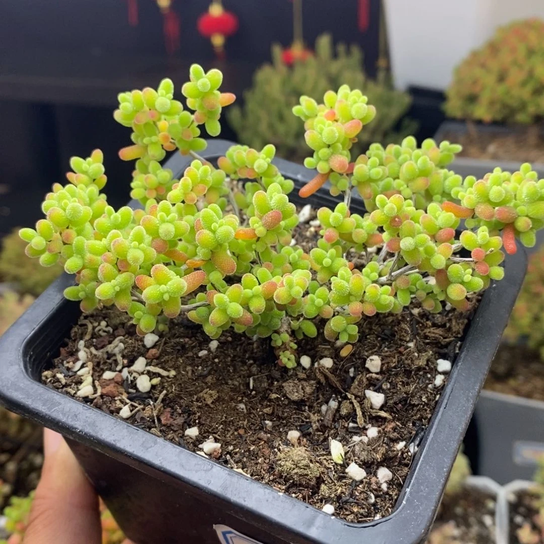 846号蜜橘糖球枝干多肉