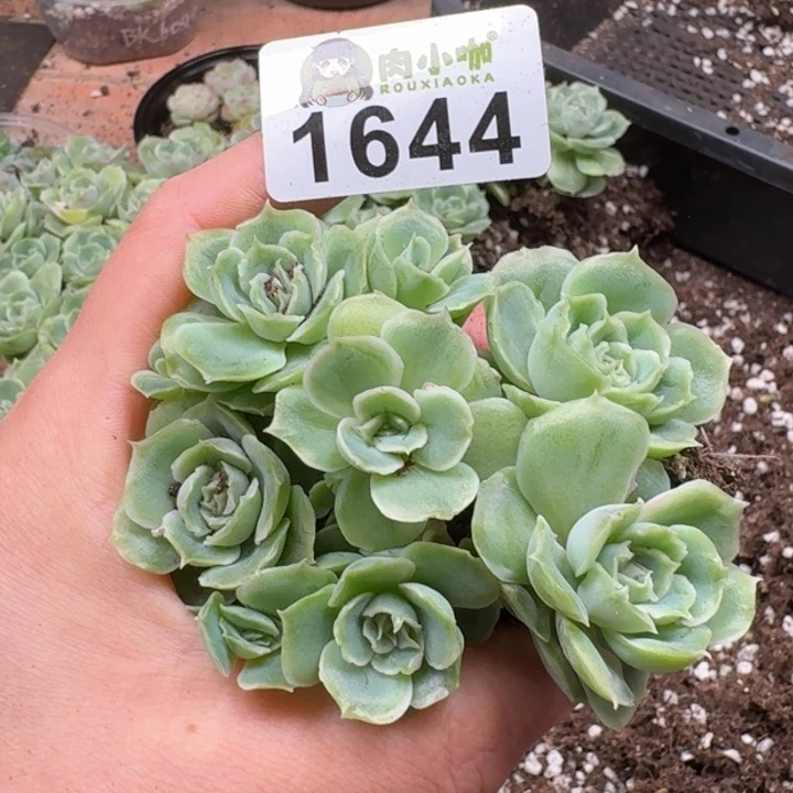 多肉植物多肉植物