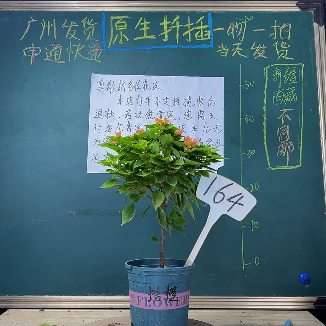 当前无花栽培后可以开花 福利 塔橙  164