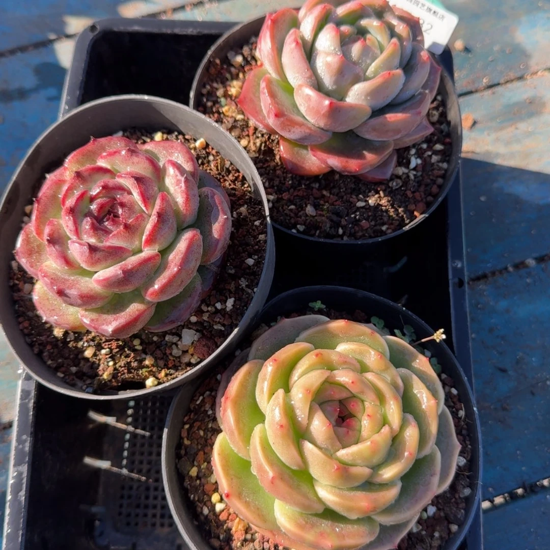 从前慢多肉精选编号1117.32