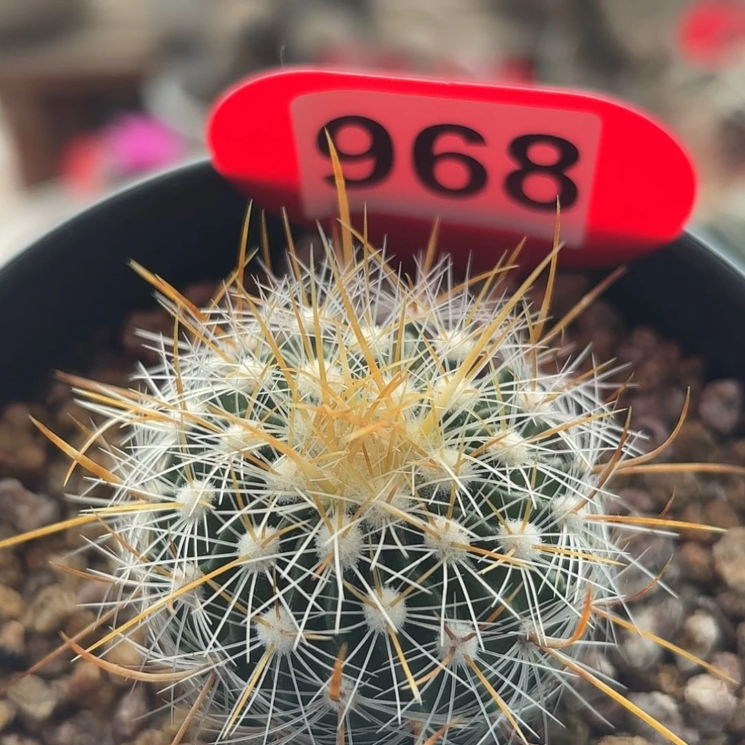 仙人球实生多棱玉雪溪