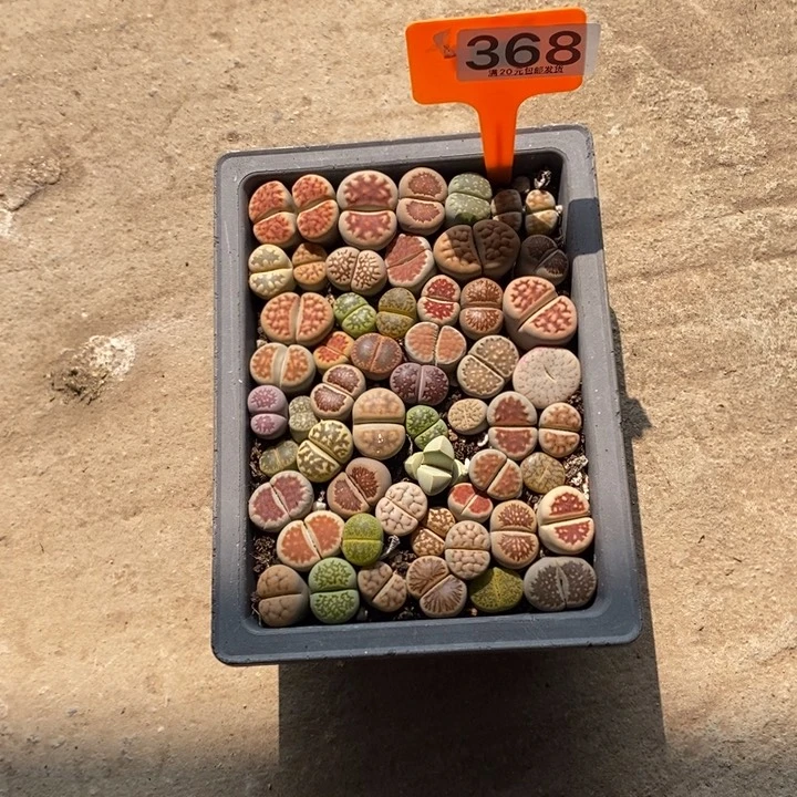 续***篇生石花小苗叶小朋友368