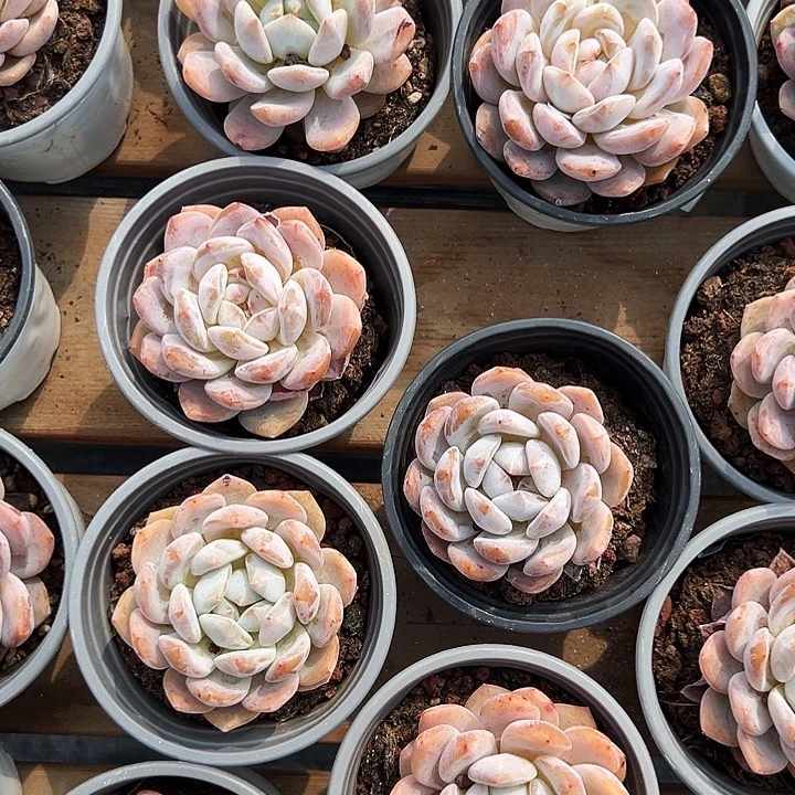 单头   雪天使  福利多多