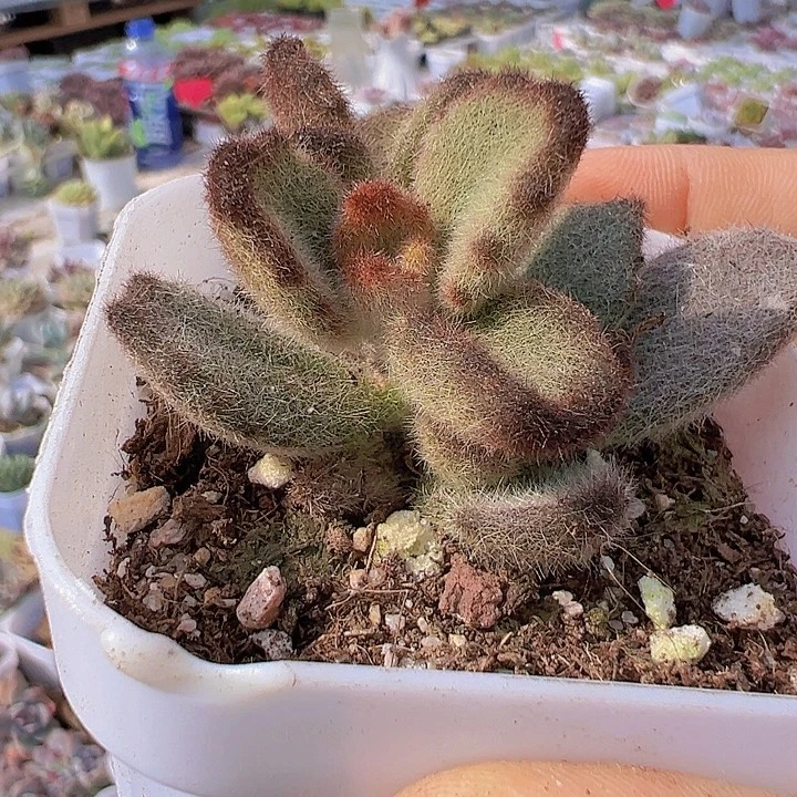 泰迪熊19包邮多肉植物