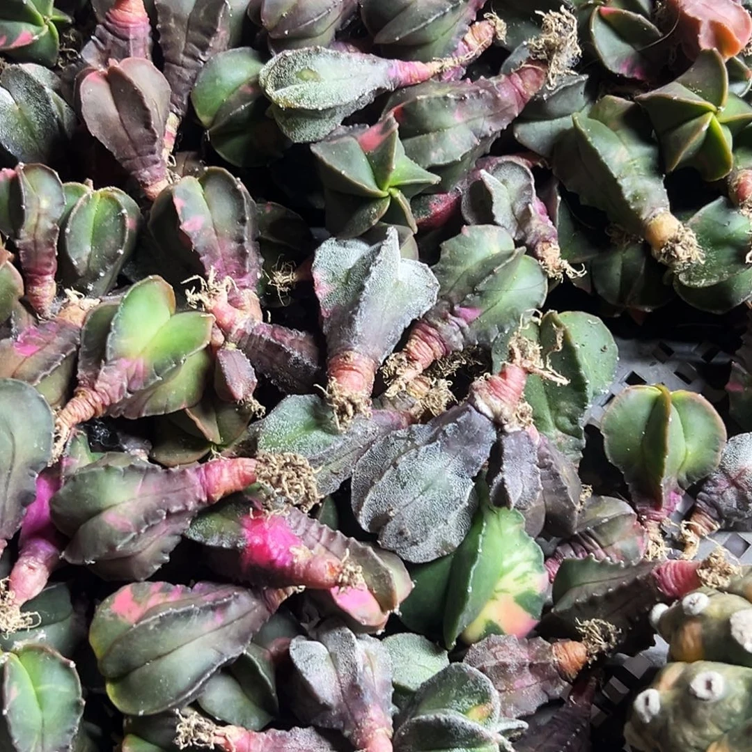 实生鸾锦3颗一组仙人球66666666