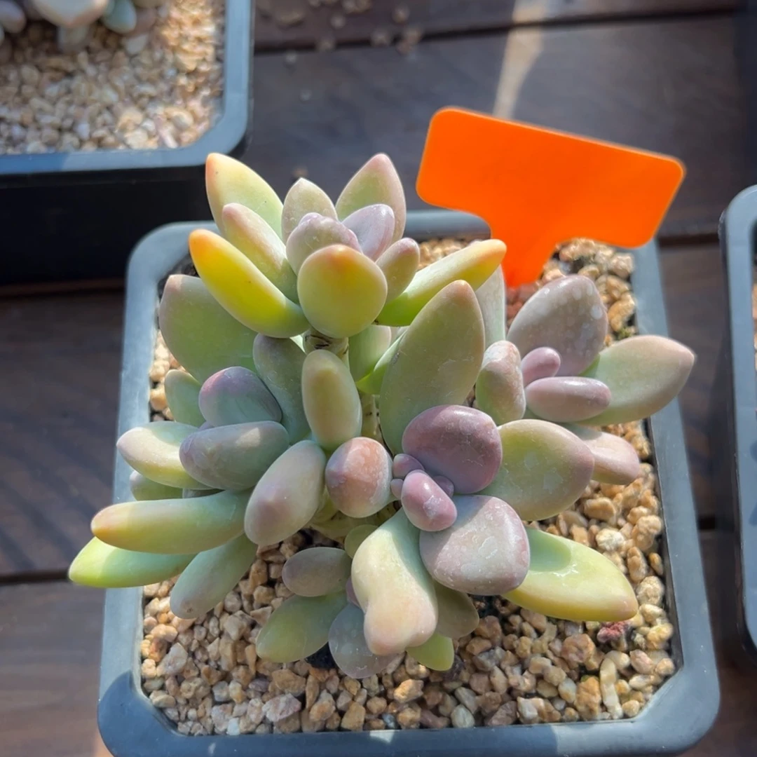 芒果奶1111111111111111111