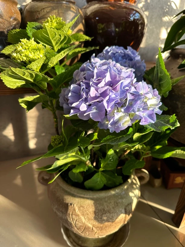 名贵花种绣球花高约50cm带塑料花瓶