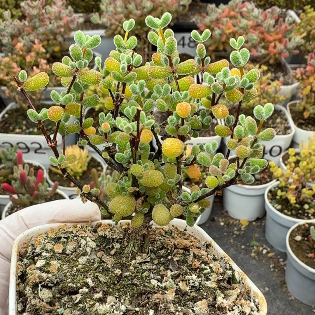 322翡翠枝干一物一拍