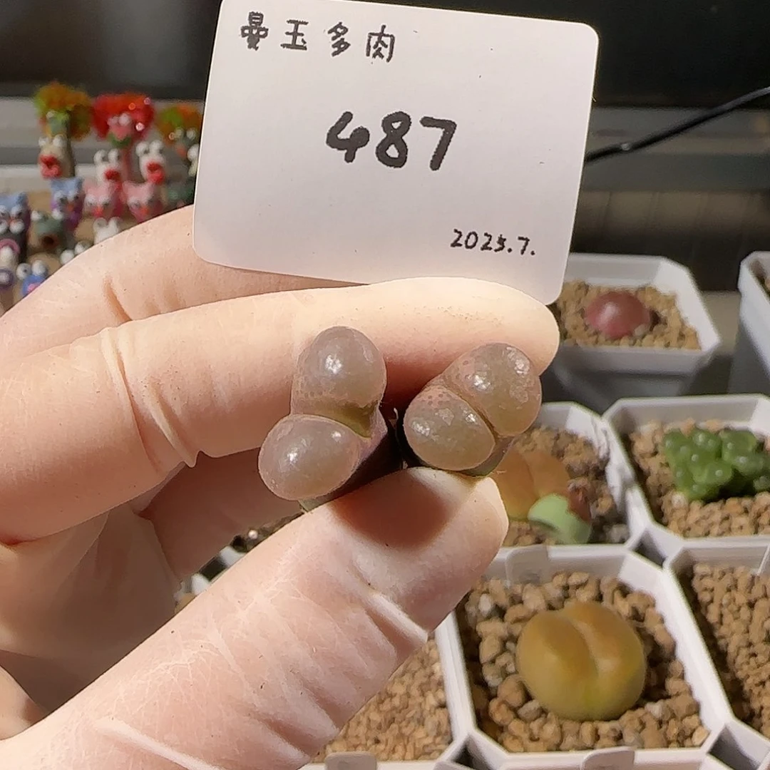 我***名多肉多肉多肉7.27-487粉眼豆豆