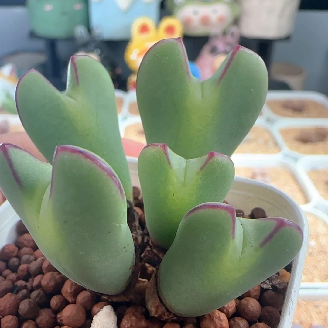 0090/五头红边少将/