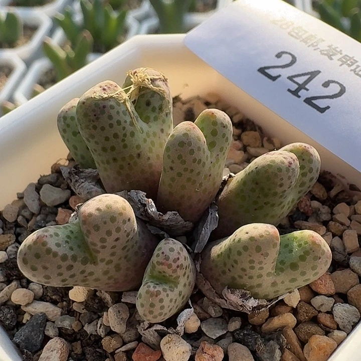 242 斑马955D 肉锥。