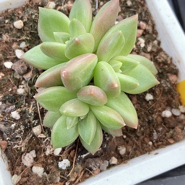 多肉植物迷雾泡泡941