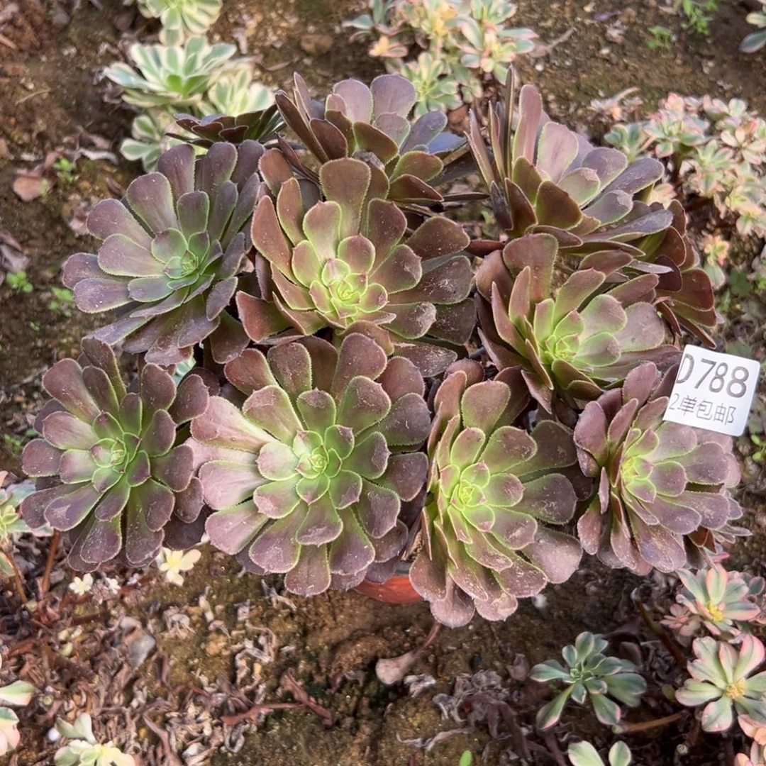 788多肉  萝莉不包断头