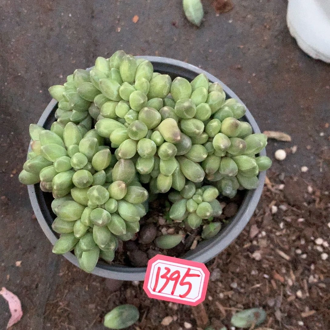 千代1395晓晓一物一拍