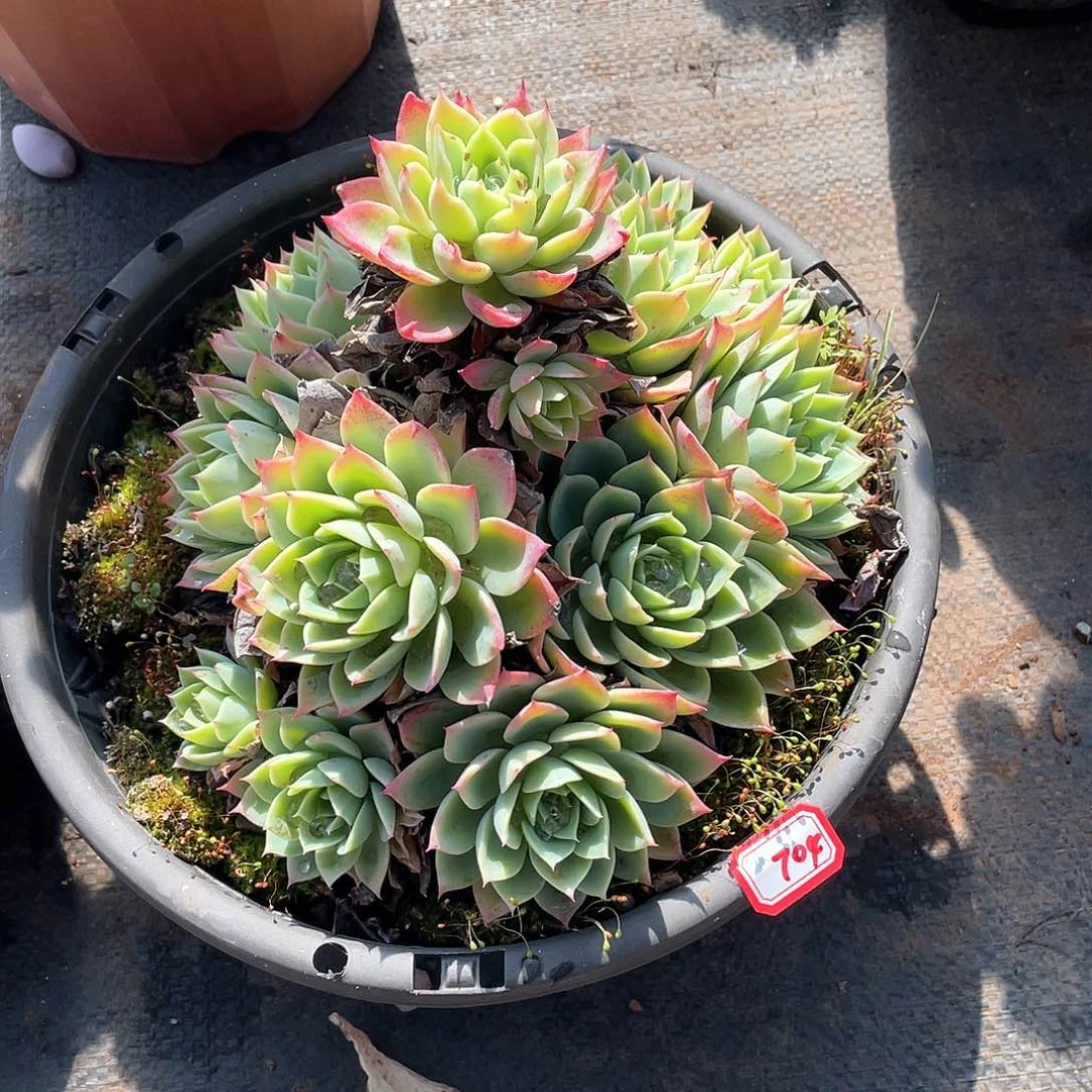 704三色堇一物一拍多肉