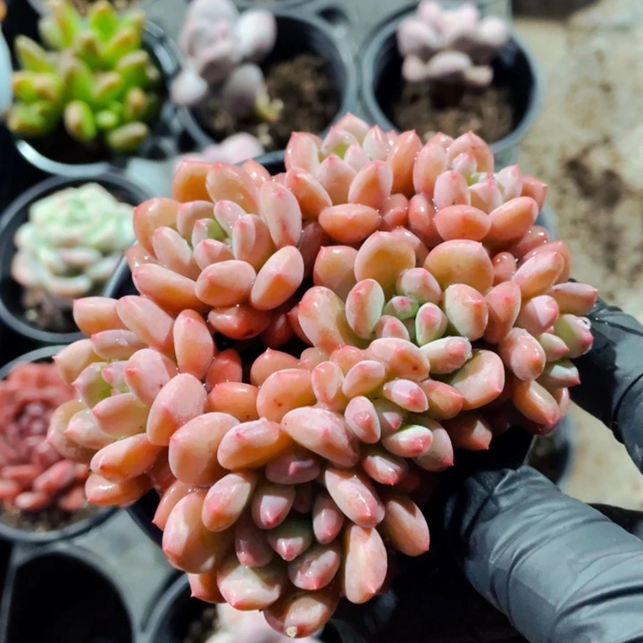 蜜桃奶蜜桃奶蜜桃奶