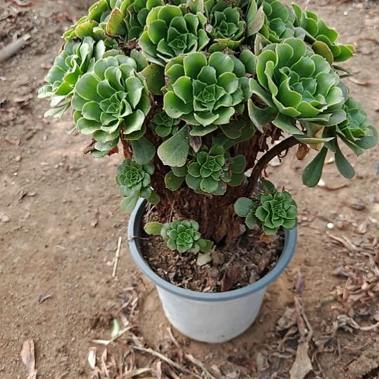 绿羊绒加急法师了5