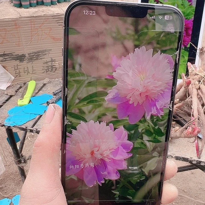 当前无花栽培后可以开花爱丽丝