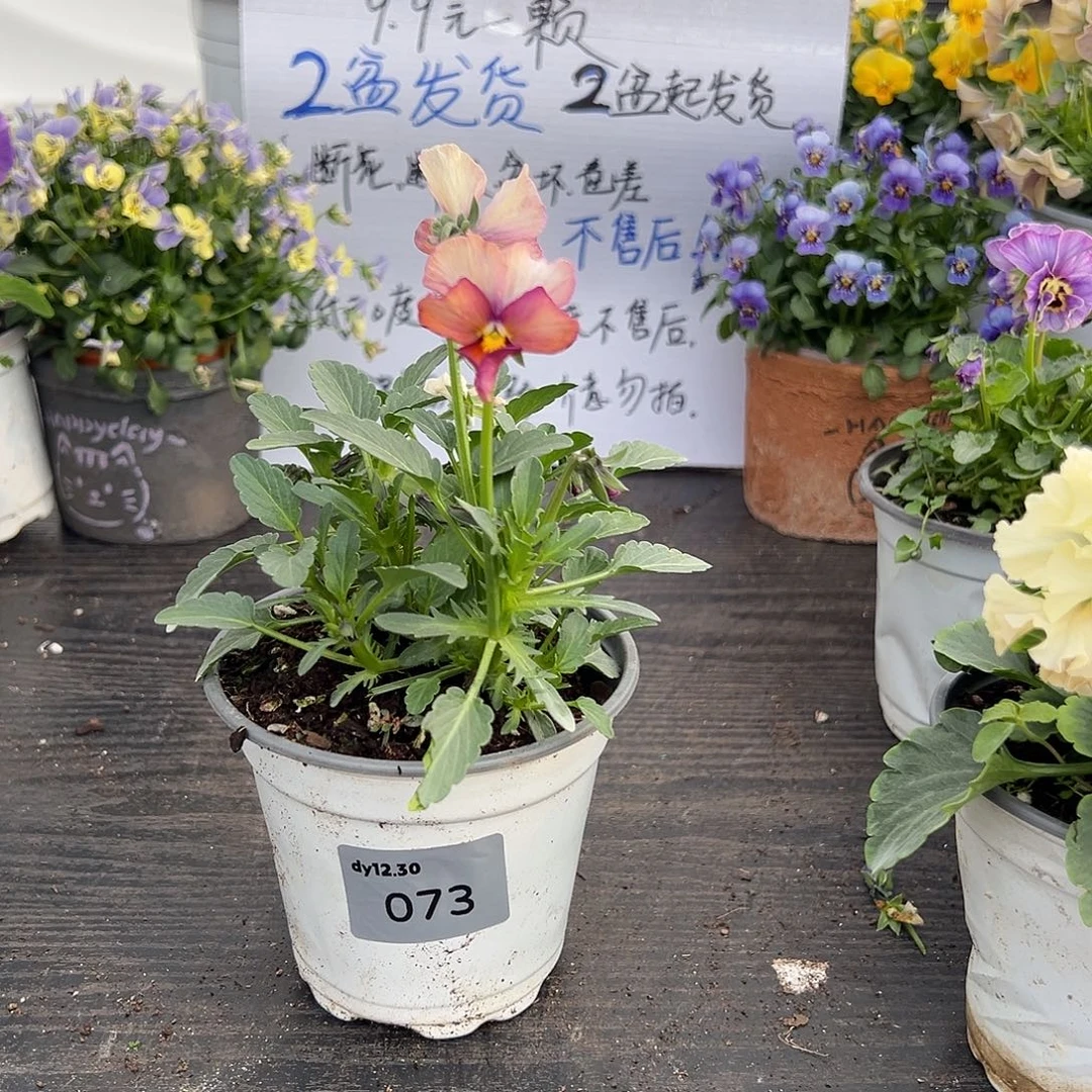 当前无花朵，栽培后可花朵73）号