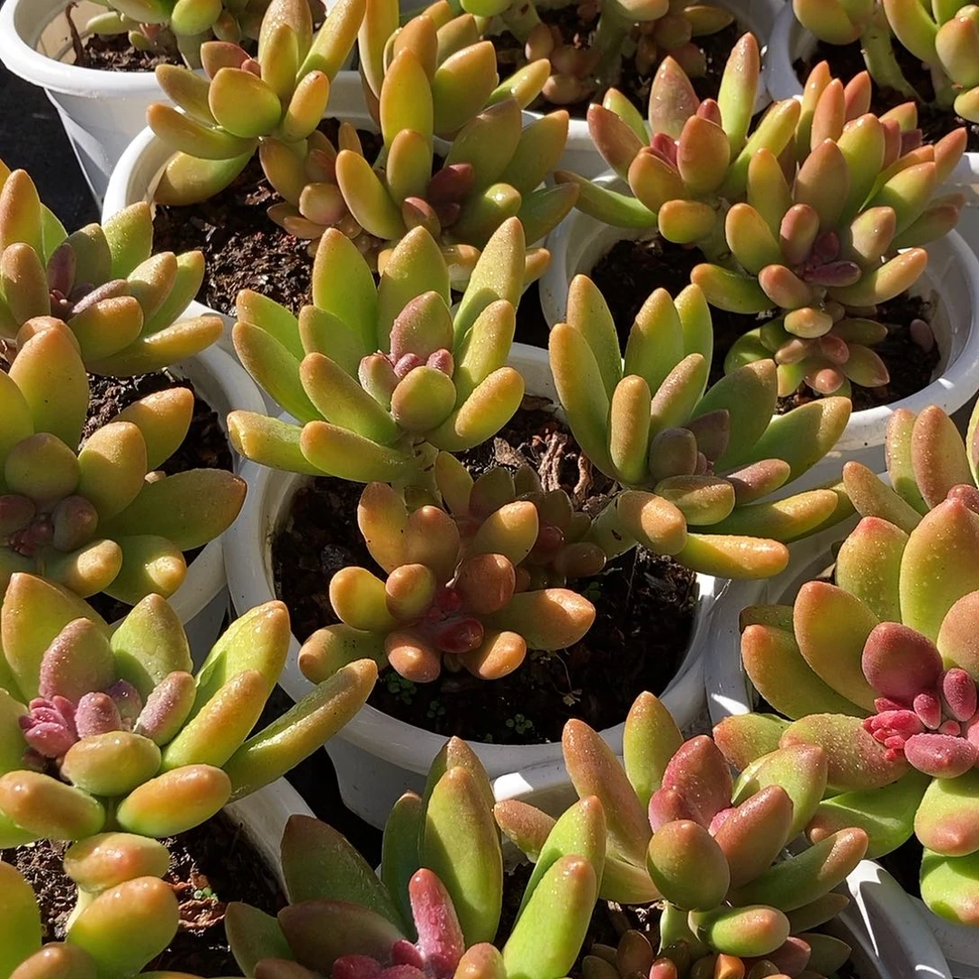 芒果奶随机挑出来这些