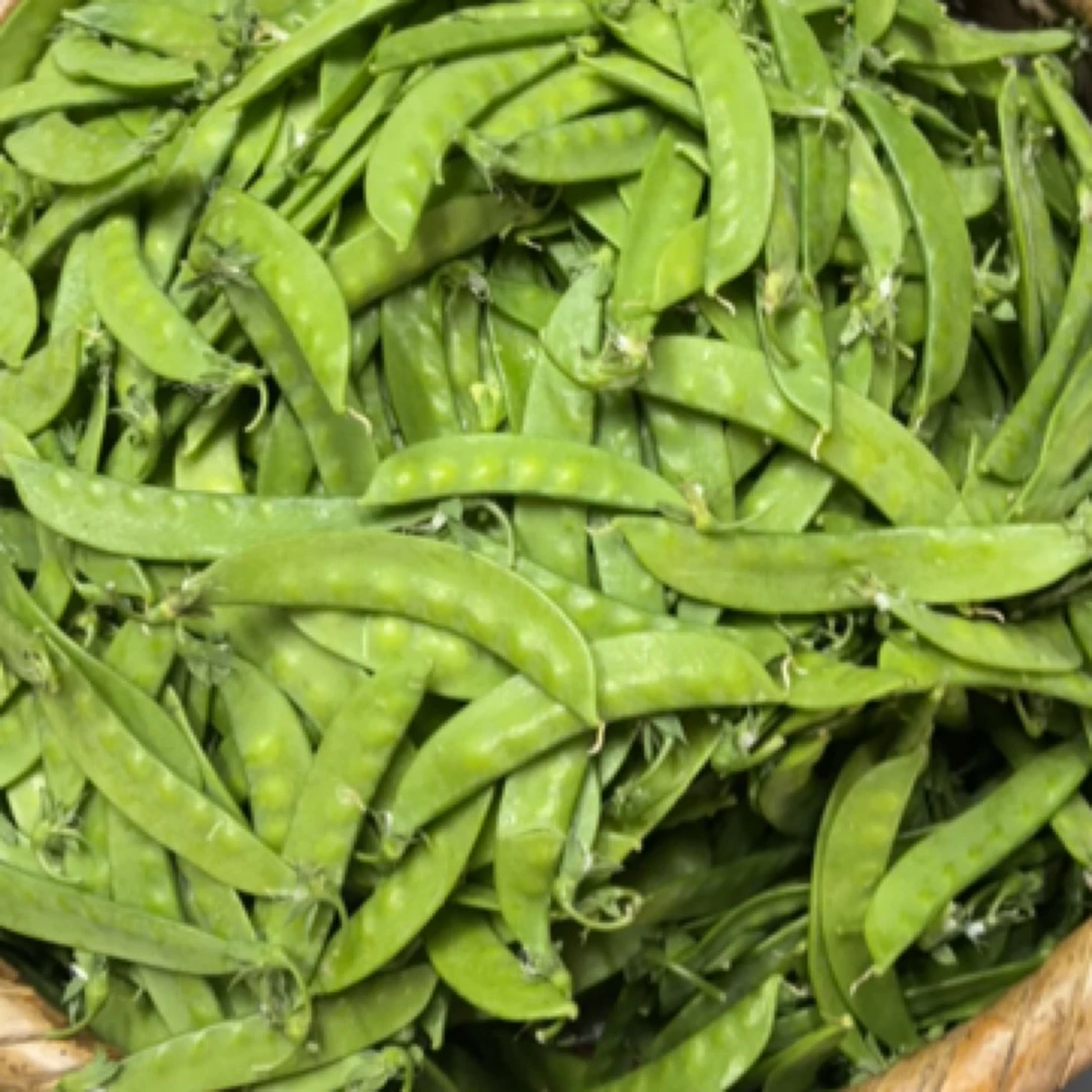 【本地豌豆】湖南湘西高山露天种植豌豆