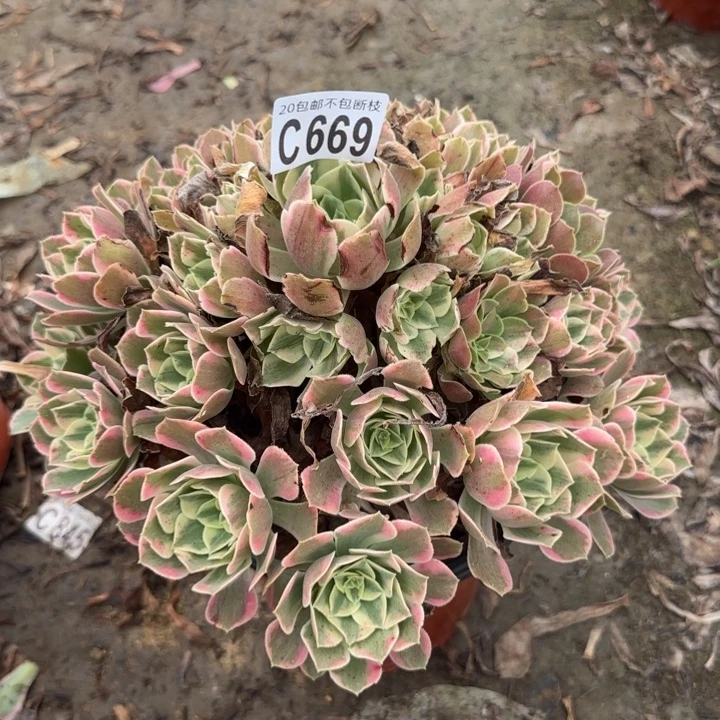妖月……多肉植物！……