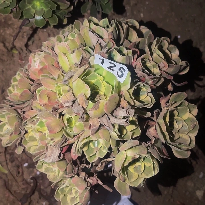 125妖月多肉植物不售后