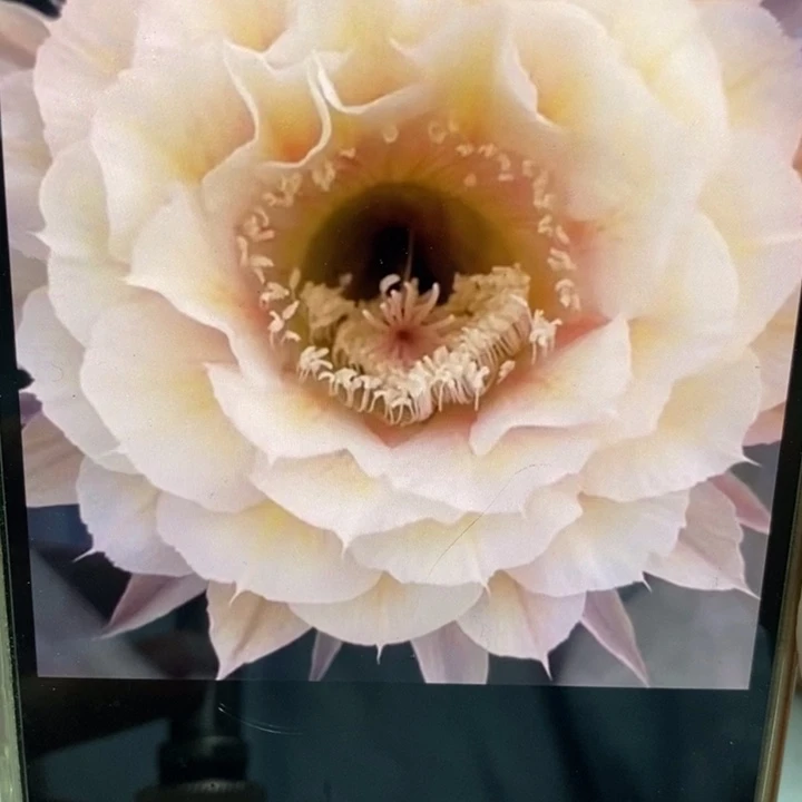 彩草素玉侧芽3公分左右