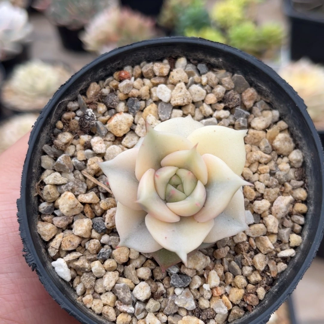 一物一拍不支持退换