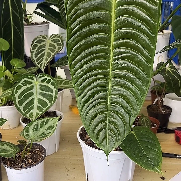 无花朵火鹤王花烛